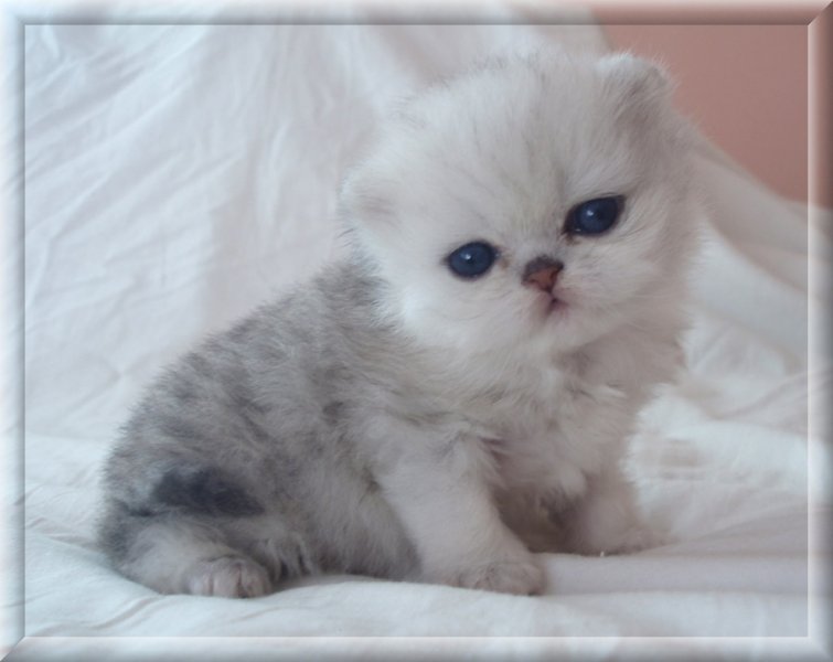 EUCKER / CFA/ chinchilla, silver, golden, persian, exotic cat | PAST ...